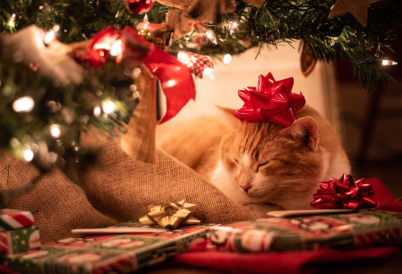 cat with a bow on its head underneath the tree
